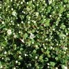 Cotoneaster Congestus -Jardin De Fleurs Magasin Cotoneaster congestus 87233 1