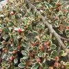 Cotoneaster Horizontalis Variegatus - CotonÃ©aster Rampant -Jardin De Fleurs Magasin Cotoneaster horizontalis Variegatus ld wallygrom 781586 1
