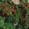 Cotoneaster Procumbens Streibs Findling - CotonÃ©aster Rampant -Jardin De Fleurs Magasin Cotoneaster procumbens Streibs Findling 87474 1