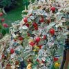 Cotoneaster Suecicus Juliette -Jardin De Fleurs Magasin Cotoneaster suecicus Juliette 87231 1