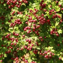 Crataegus Azarolus - AzÃ©rolier