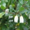 Crinodendron Patagua -Jardin De Fleurs Magasin Crinodendron patagua 82650 1