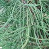 CÃ¨dre Du Japon Araucarioides - Cryptomeria Japonica -Jardin De Fleurs Magasin Cryptomeria japonica Araucarioides 87744 1