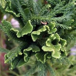 CÃ¨dre Du Japon Cristata - Cryptomeria Japonica