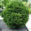 CÃ¨dre Du Japon Globosa Nana - Cryptomeria Japonica -Jardin De Fleurs Magasin Cryptomeria japonica Globosa Nana 87749 1
