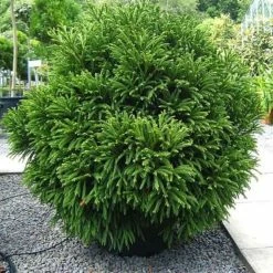 CÃ¨dre Du Japon Globosa Nana - Cryptomeria Japonica