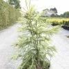 Cryptomeria Japonica Sekkan Sugi -Jardin De Fleurs Magasin Cryptomeria japonica Sekkan Sugi 84030 1
