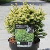 Cryptomeria Japonica Vilmorin Gold -Jardin De Fleurs Magasin Cryptomeria japonica Vilmorin Gold 84031 1