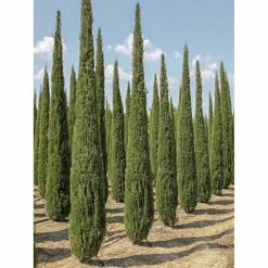 Cupressus Sempervirens Garda - CyprÃ¨s D'Italie, De Provence