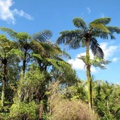 Cyathea Medullaris - FougÃ¨re Arborescente