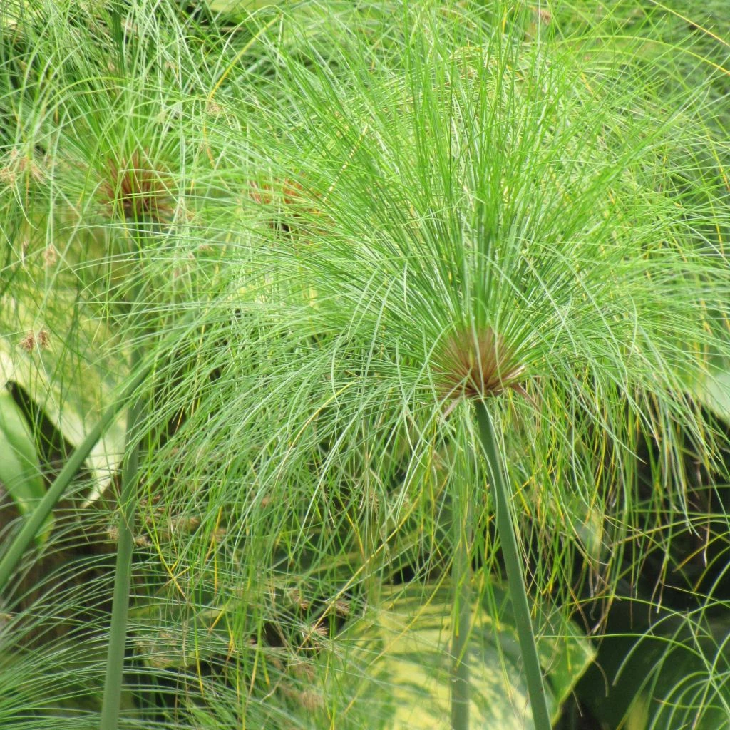 Cyperus Papyrus - Papyrus 1 Cyperus Papyrus - Papyrus