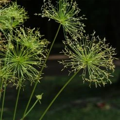 Cyperus Prolifer - Papyrus Nain