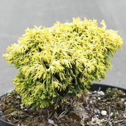 Chamaecyparis Obtusa Butterball - CyprÃ¨s Hinoki Du Japon
