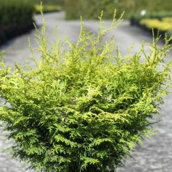 CyprÃ¨s Hinoki Du Japon - Chamaecyparis Obtusa Lucas