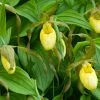Cypripedium Kristi Lyn - Sabot De VÃ©nus Hybride -Jardin De Fleurs Magasin Cypripedium Kristi Lyn Sabot de Venus hybride copyright 173610 1