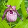 Cypripedium Lucy Pinkepank - OrchidÃ©e De Jardin Hybride, Sabot De VÃ©nus -Jardin De Fleurs Magasin Cypripedium Lucy Pinkepank copyright 17362 1