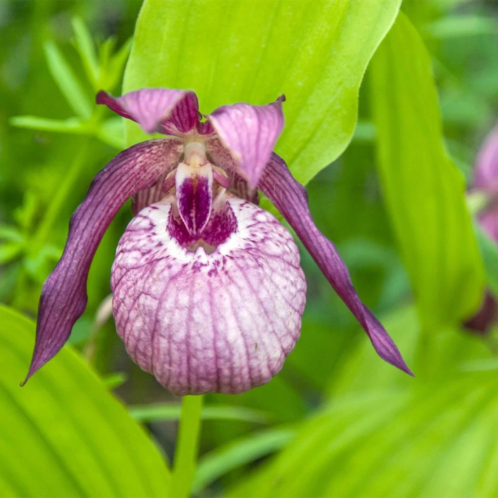 Cypripedium Lucy Pinkepank - Orchidée De Jardin Hybride, Sabot De Vénus 1 Cypripedium Lucy Pinkepank - Orchidée De Jardin Hybride, Sabot De Vénus