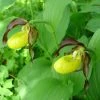 Cypripedium Calceolus - Sabot De Venus -Jardin De Fleurs Magasin Cypripedium calceolus ld urjsa 80044 1