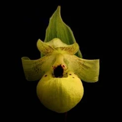 Cypripedium Flavum - Sabot De VÃ©nus Jaune PÃ¢le