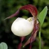 Cypripedium Kentuckiense - Sabot De VÃ©nus Pourpre Et Ivoire -Jardin De Fleurs Magasin Cypripedium kentuckiense 80351 1 1