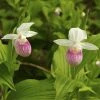 Cypripedium Reginae - Sabot De Venus 3 Cypripedium Reginae - Sabot De Venus -Jardin De Fleurs Magasin Cypripedium reginae 8159 1