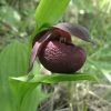 Cypripedium Smithii - Sabot De VÃ©nus Rouge Pourpre -Jardin De Fleurs Magasin Cypripedium smithii 80349 1