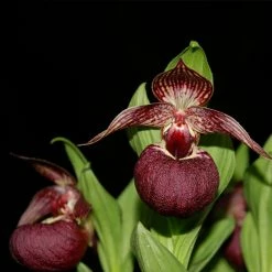 Cypripedium Tibeticum - Sabot De VÃ©nus Rouge Pourpre