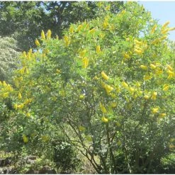 GenÃªt Ananas - Cytisus Battandieri