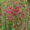 GenÃªt Ã  Balais - Cytisus Boskoop Ruby -Jardin De Fleurs Magasin Cytisus Boskoop Ruby 781591 1
