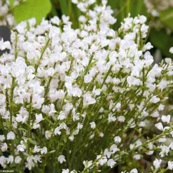 GenÃªt PrÃ©coce - Cytisus Praecox Albus