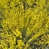 GenÃªt PrÃ©coce - Cytisus Praecox Allgold -Jardin De Fleurs Magasin Cytisus praecox Allgold 781597 1