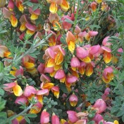 GenÃªt Ã  Balais - Cytisus Scoparius La Coquette