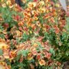 GenÃªt Ã  Balais - Cytisus Scoparius Lena -Jardin De Fleurs Magasin Cytisus scoparius Lena 781594 1