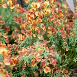 GenÃªt Ã  Balais - Cytisus Scoparius Lena