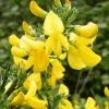 GenÃªt Ã  Balais - Cytisus Scoparius Vanesse -Jardin De Fleurs Magasin Cytisus scoparius Vanesse 100095 1