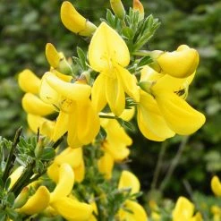 GenÃªt Ã  Balais - Cytisus Scoparius Vanesse