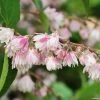 Deutzia Scabra Codsall Pink - Deutzie -Jardin De Fleurs Magasin DEUTZIA 781605 1