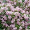 Deutzia Hybride Mont Rose - Deutzie -Jardin De Fleurs Magasin DEUTZIA HYBRIDA MONT ROSE 781601 1