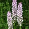 Dactylorhiza Fuchsii - Orchis De Fuchs -Jardin De Fleurs Magasin Dactylorhiza fuchsii 8892 1 1