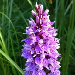 Dactylorhiza Maculata, Orchis TachetÃ© - OrchidÃ©e Terrestre Et Vivace