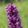 Dactylorhiza Majalis - Orchis De Mai Ou Ã  Feuilles Larges -Jardin De Fleurs Magasin Dactylorhiza majalis 8893 1
