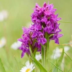 Dactylorhiza Purpurella, Orchis Pourpre - OrchidÃ©e Vivace De Jardin