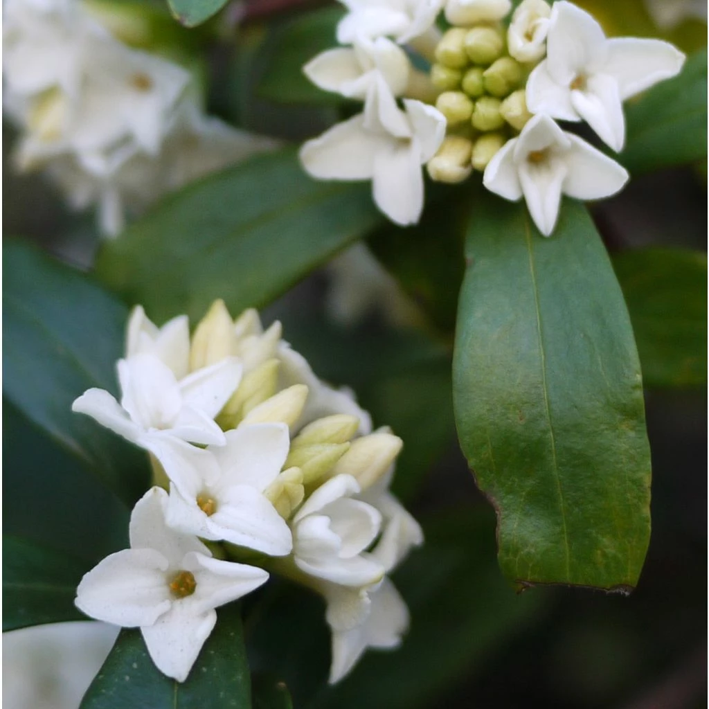 Daphne White Queen - Bois-joli 1 Daphne White Queen - Bois-joli