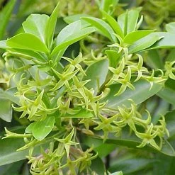 Daphne Laureola Philippi - DaphnÃ© De Philippe.