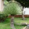 Dasylirion Acrotrichum - Dasylire Acrotriche -Jardin De Fleurs Magasin Dasylirion acrotrichum 89894 1