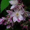 Deutzia Perle Rose - Deutzie -Jardin De Fleurs Magasin Deutzia Perle Rose 7819 1