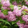 Deutzia Tourbillon Rouge En Pot De 2/3L -Jardin De Fleurs Magasin Deutzia Tourbillon Rouge 83099 1