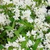 Deutzia Yuki Snowflake - Deutzie -Jardin De Fleurs Magasin Deutzia Yuki Snowflake 84477 1