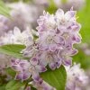 Deutzia Hybride Raspberry Sundae - Deutzie -Jardin De Fleurs Magasin Deutzia hybride Raspberry Sundae 87091 1