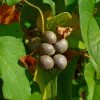 Igname De Chine - Dioscorea Batatas -Jardin De Fleurs Magasin Dioscorea polystachya 89860 1